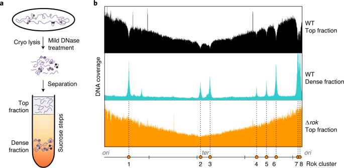 A chromosomal loop anchor mediates bacterial genome organization – Nature.com