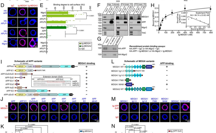 MDGA1 negatively regulates amyloid precursor protein–mediated synapse inhibition in the hippocampus – pnas.org