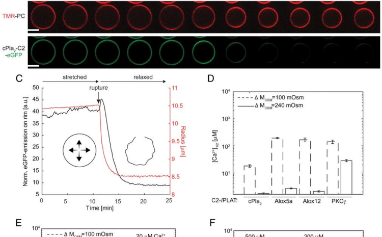 A synergy between mechanosensitive calcium- and membrane-binding mediates tension-sensing by C2-like domains – pnas.org