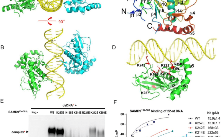 Structure and function of an effector domain in antiviral factors and tumor suppressors SAMD9 and SAMD9L – pnas.org